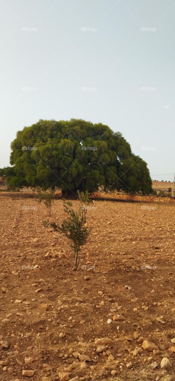 beautiful argania spinosa tree in Morocco.