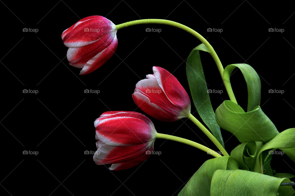 Three red tulips with black background.