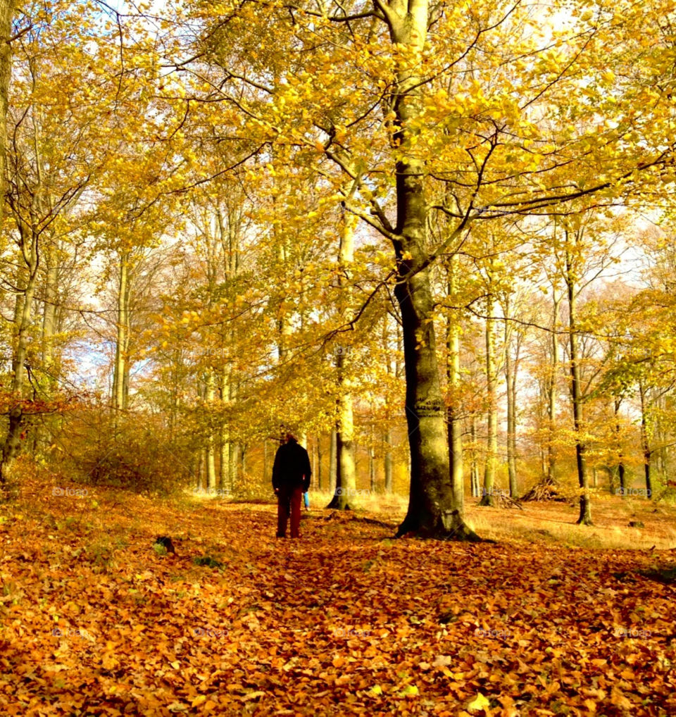 sweden trees visitsweden kullaberg by cabday