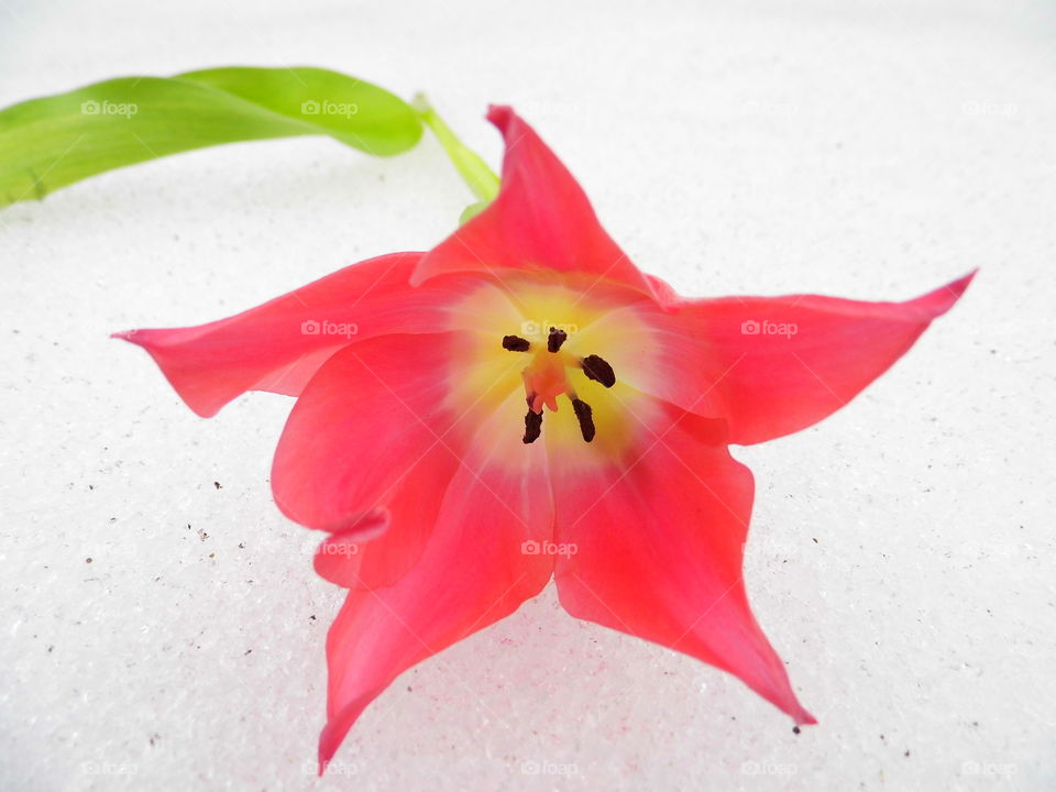 wonderful tulip on Snow White