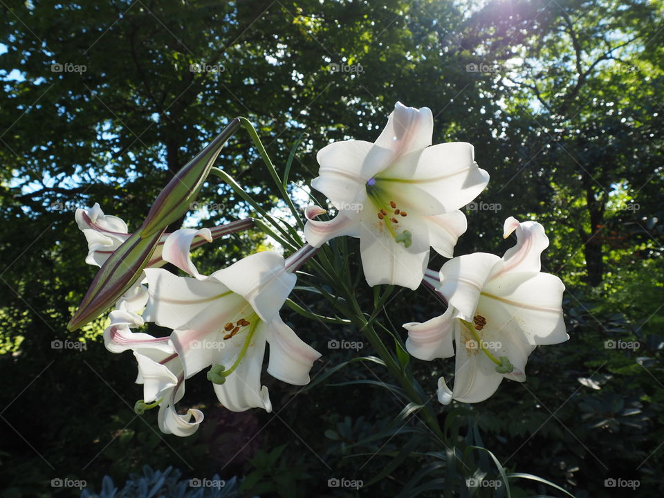 Lilies 