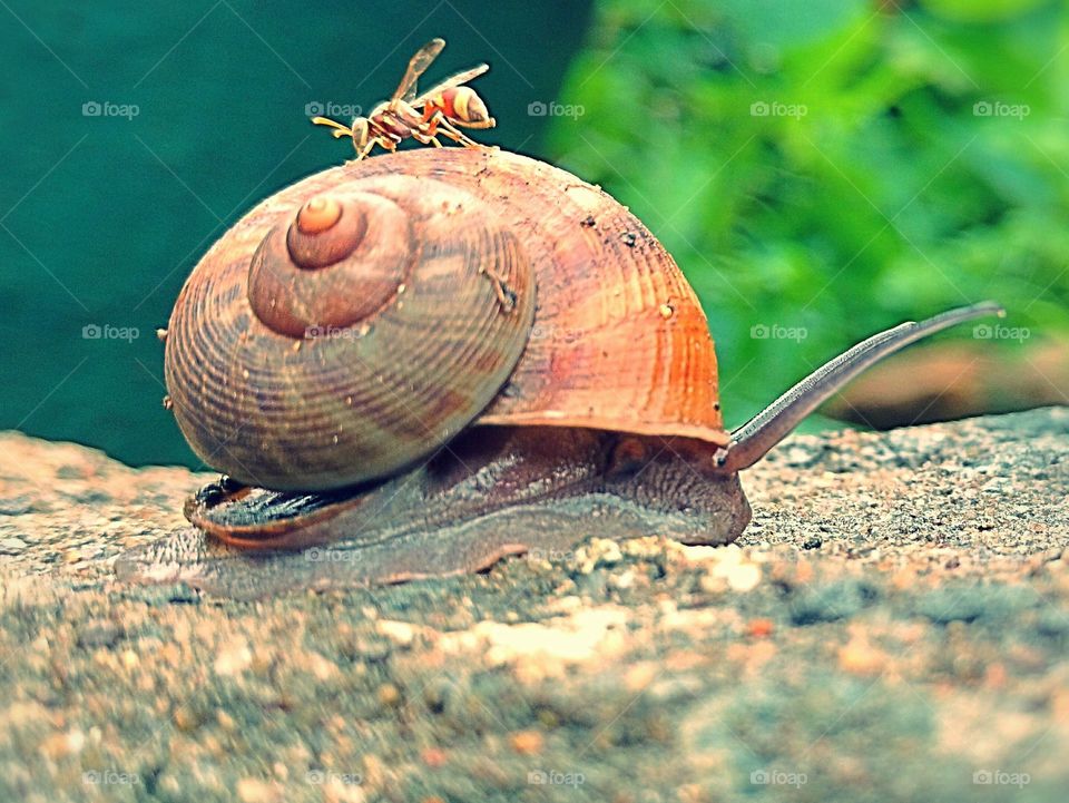 Bee on a snail