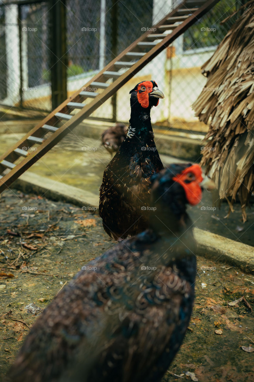 pheasant bird at the zoo