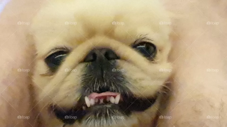 White pekinez dog happy
