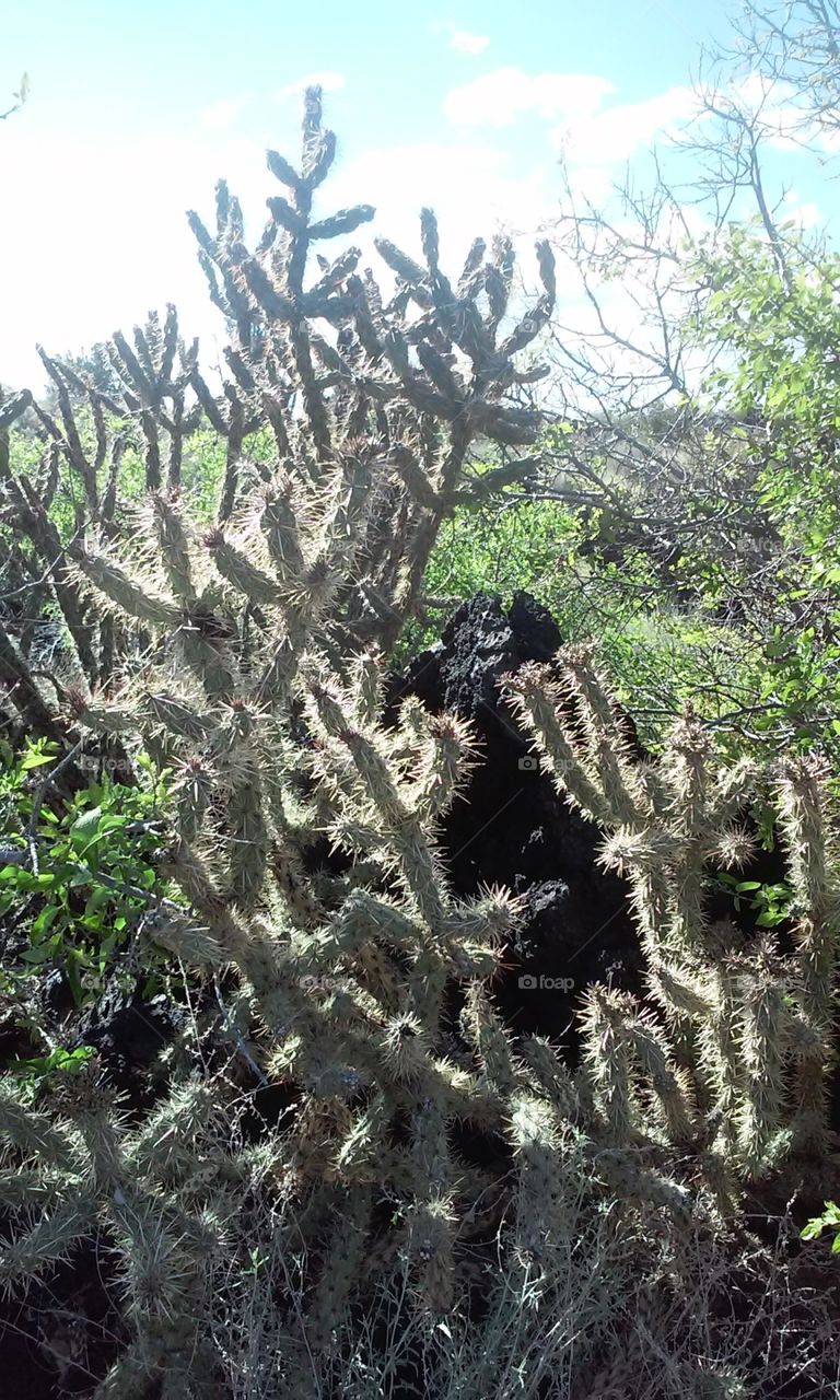 Cactus, Nature, Flora, Needle, Desert