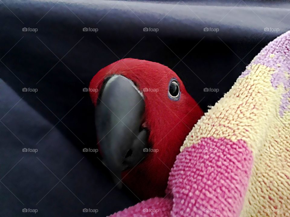 Peek-a-boo Parrot