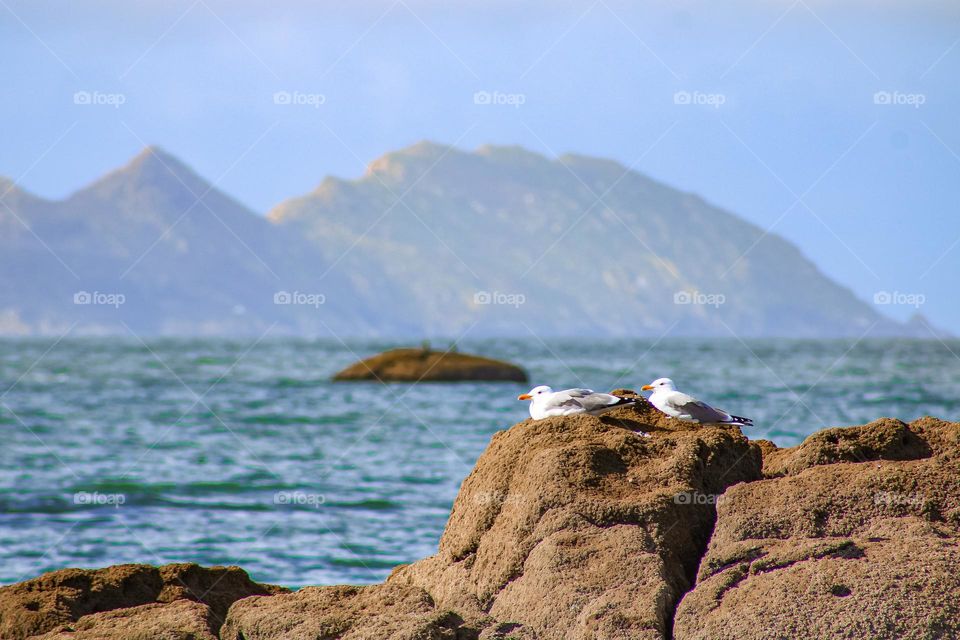 seagulls resting