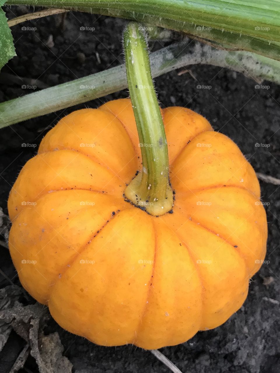 Fall is here!  Mini pumpkins!