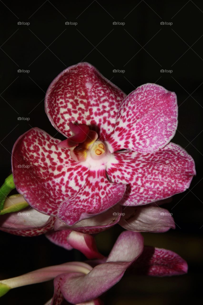 orchid
