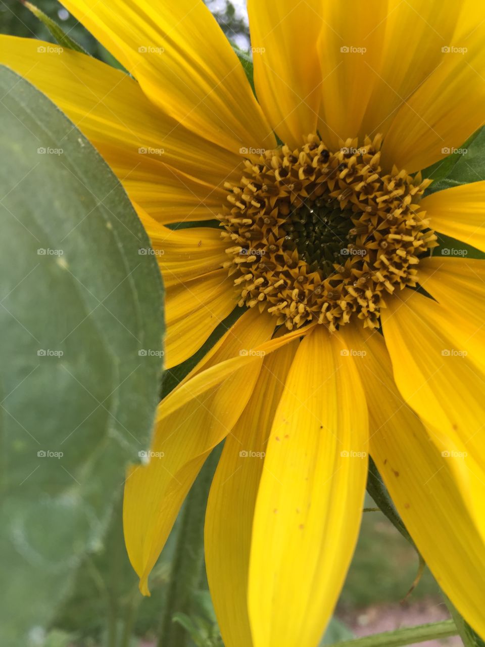 I love sunflowers