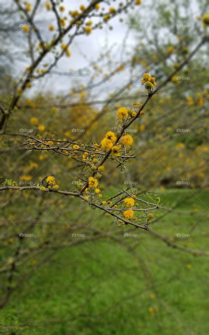 blooming mesquite tree