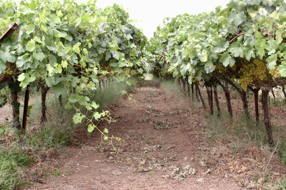 Grapevine in vineyard 