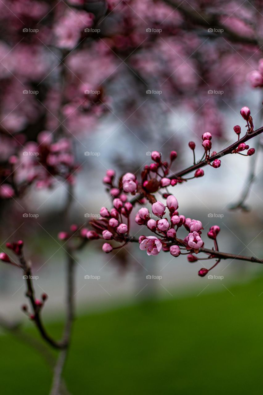 Spring flowers on tree