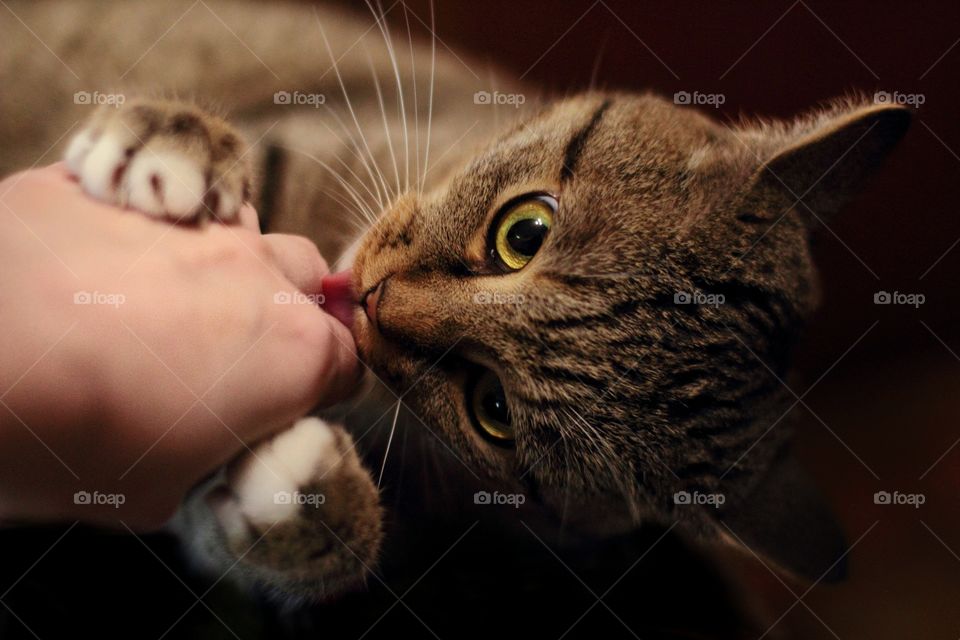 cat licks hand