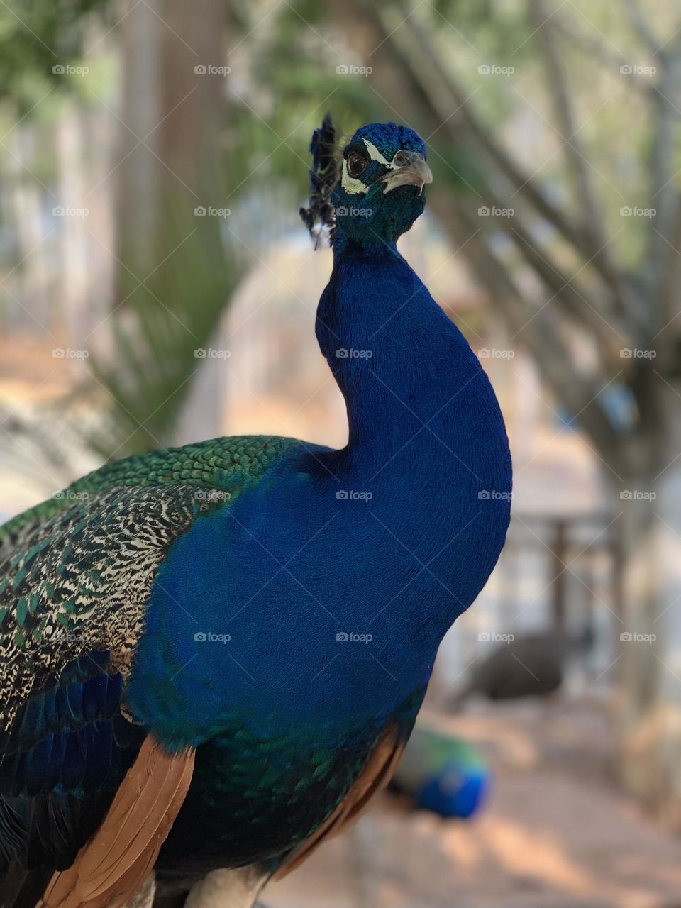 Peacock 