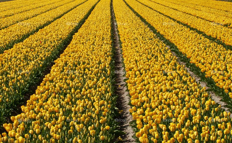 Yellow tulip field in the Netherlands 