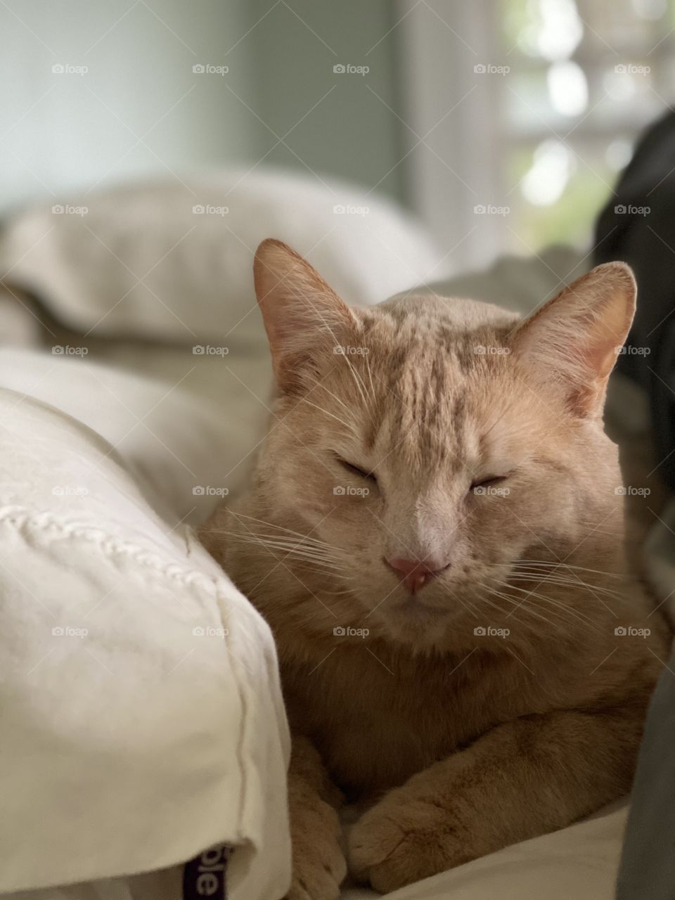 Sleepy beige tabby cat 