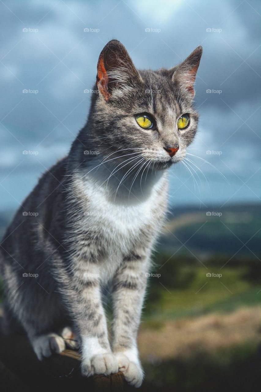 Beautiful and cute cat