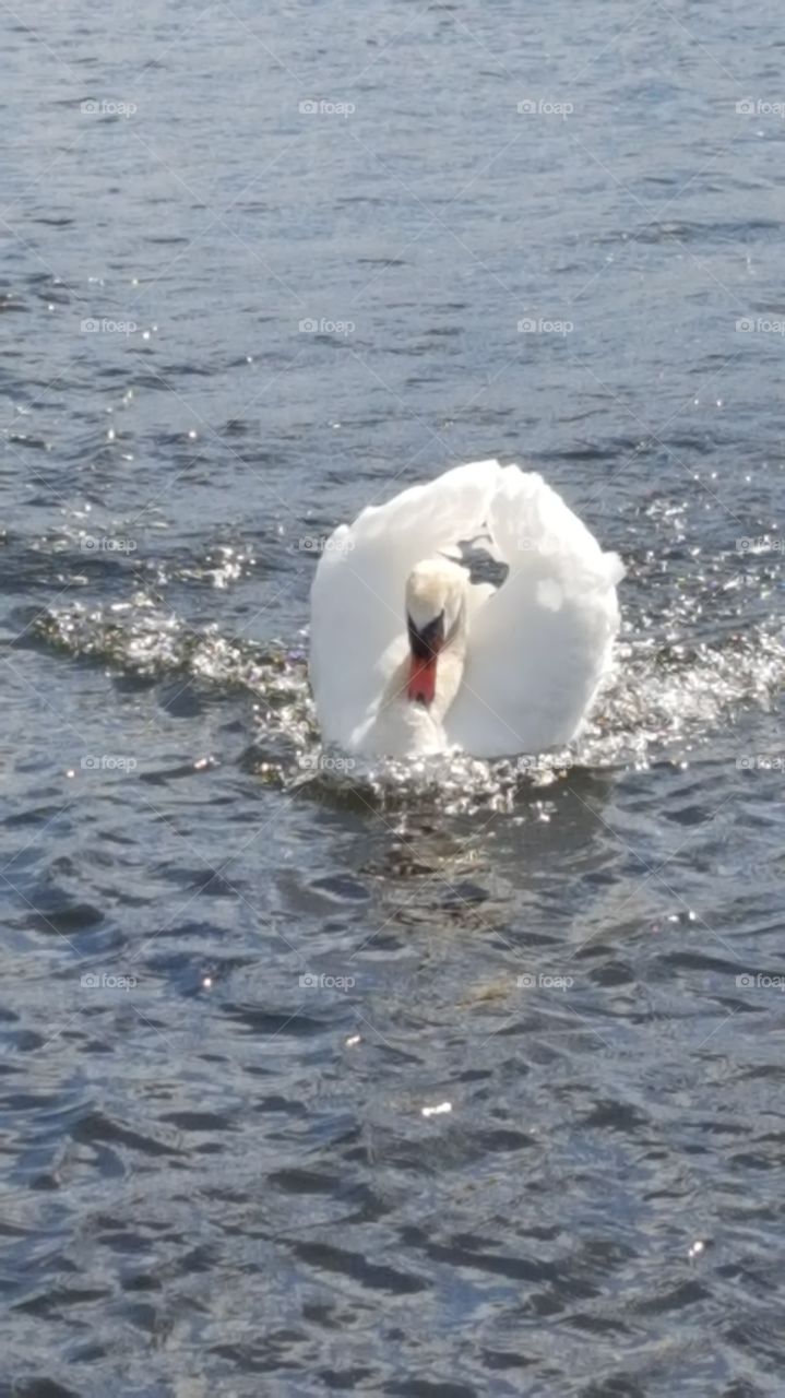 swan attacks