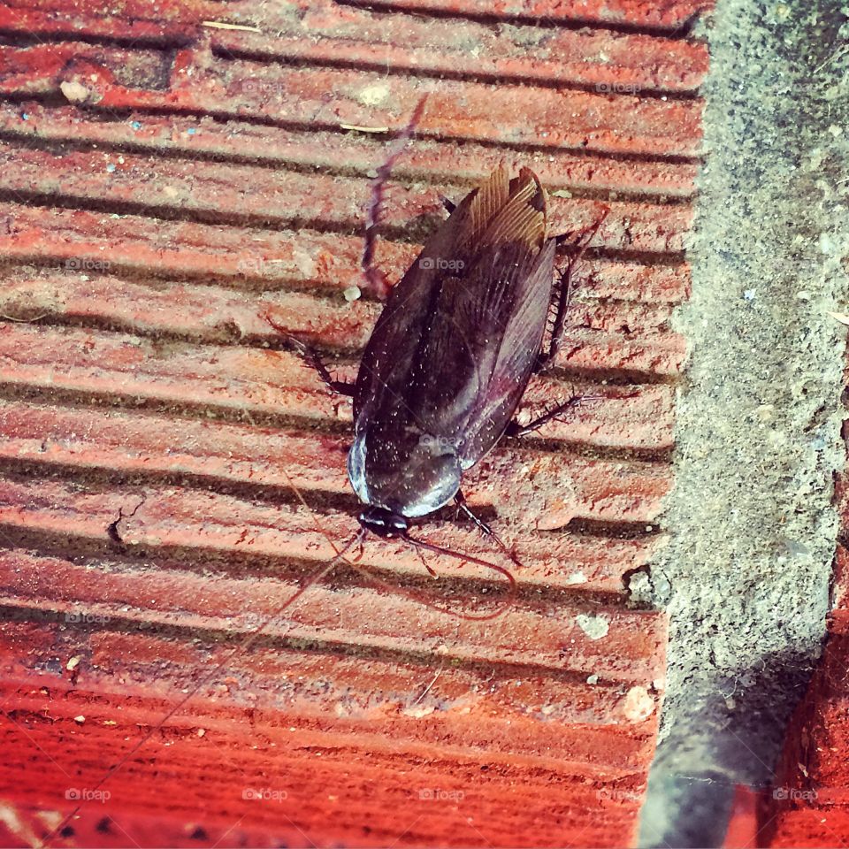 Ew and icky. Found this guy at the local elementary school. 