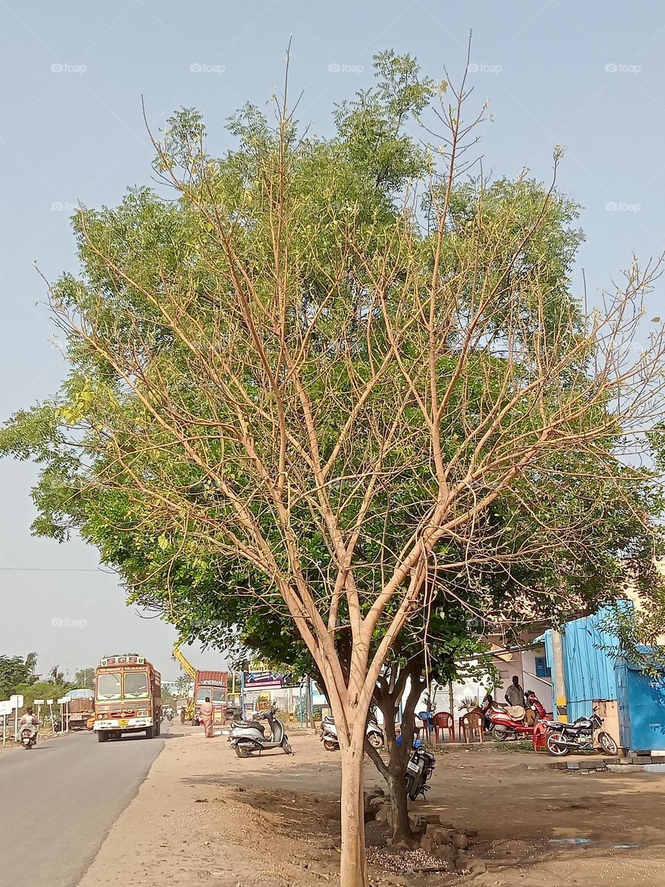 ravarma,  Being and dying, different trees