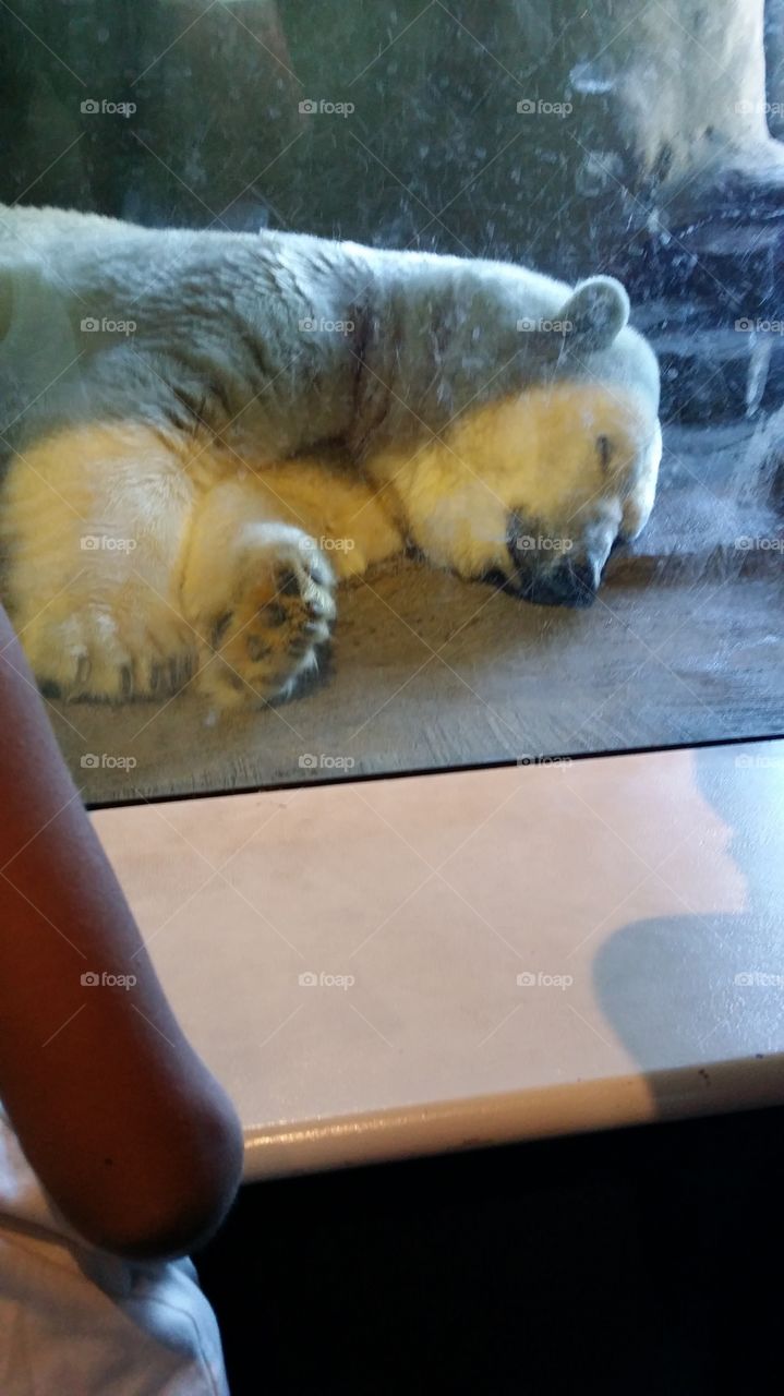 sleeping polar bear at the zoo