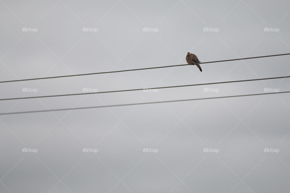 Bird on the line