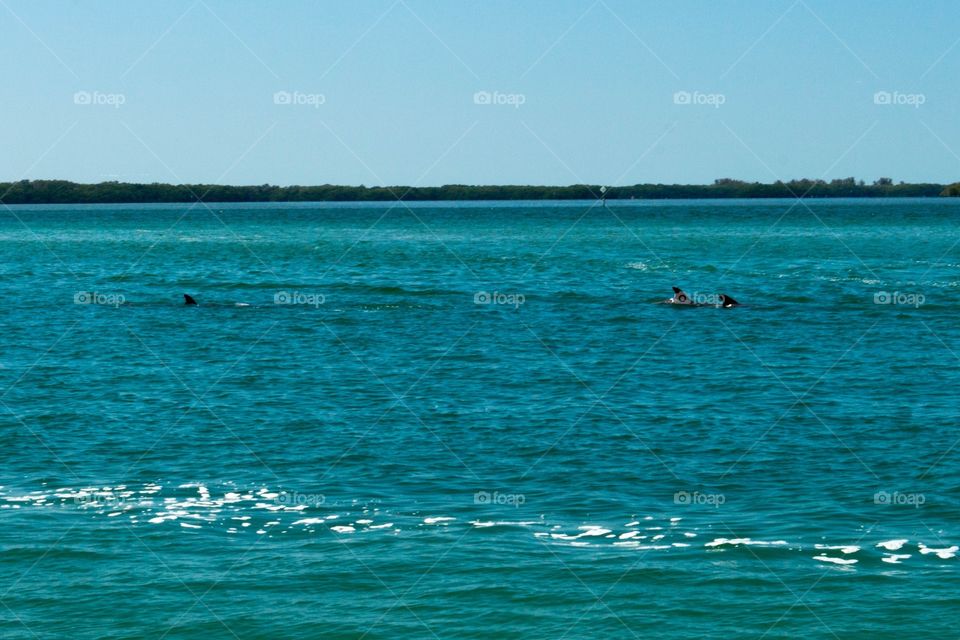 Dolphins . Dolphins swimming away. 