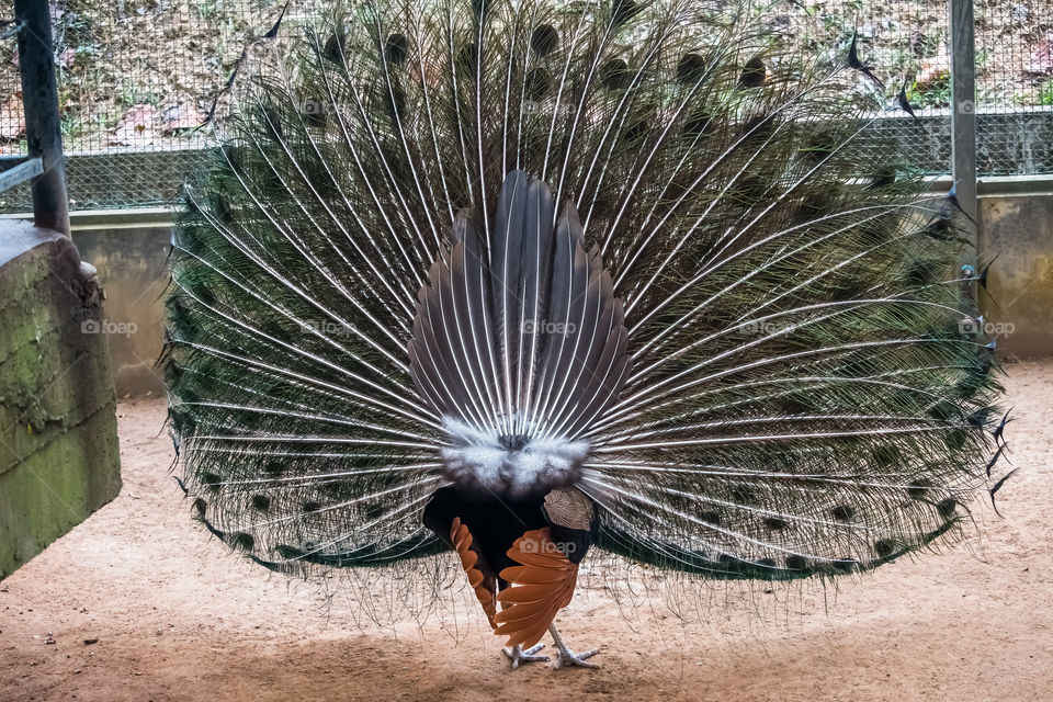 peacock