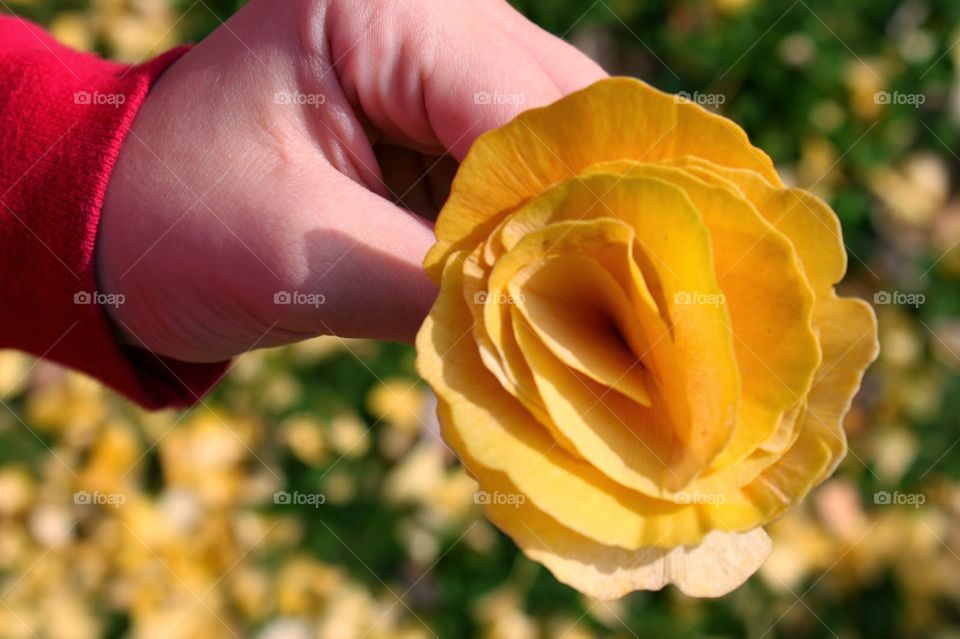 leaf flower