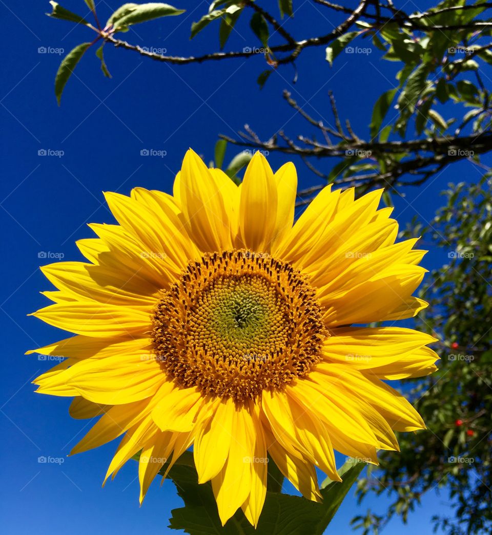 Sunflower