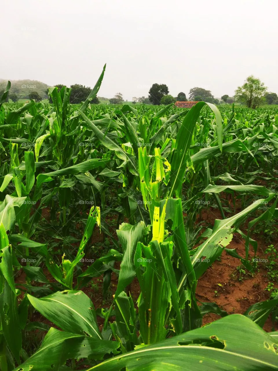 corn plant
