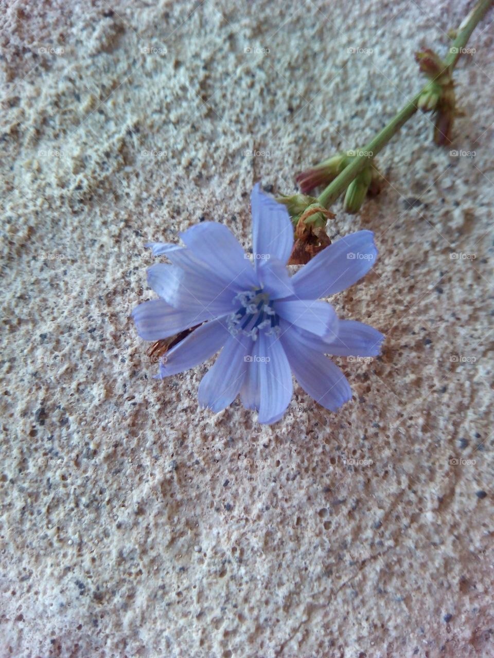 Nature, Flower, No Person, Flora, Leaf