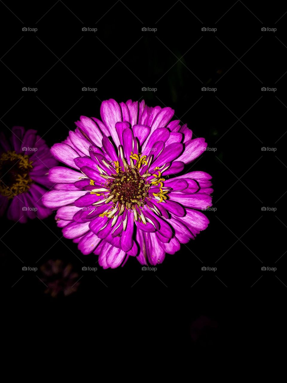 Color is a power
Which directly
influences the soul.