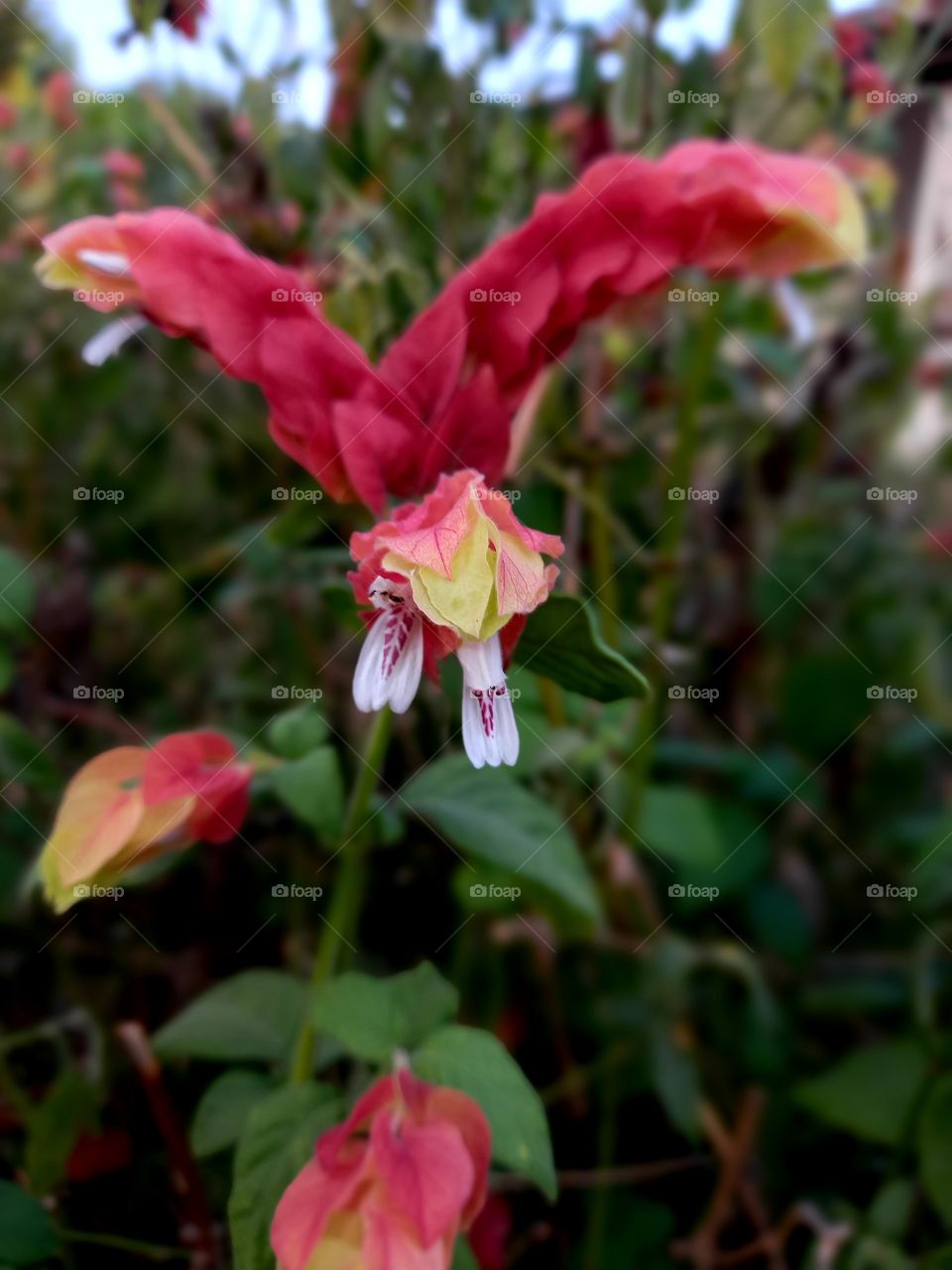 Justicia brandegeeana Wassh