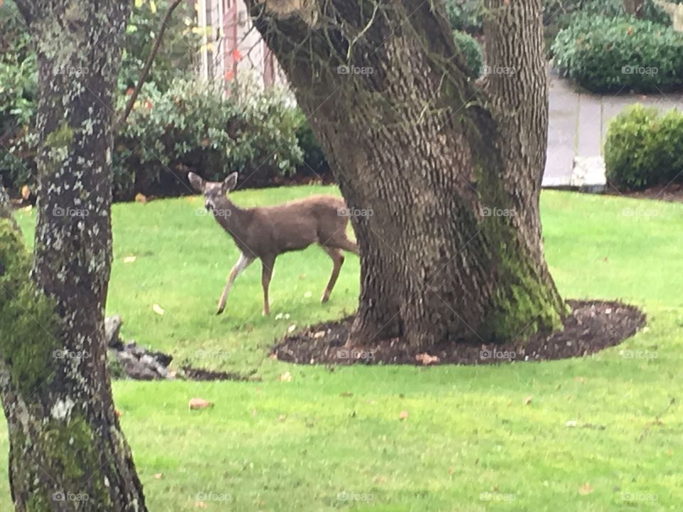 In the front yard