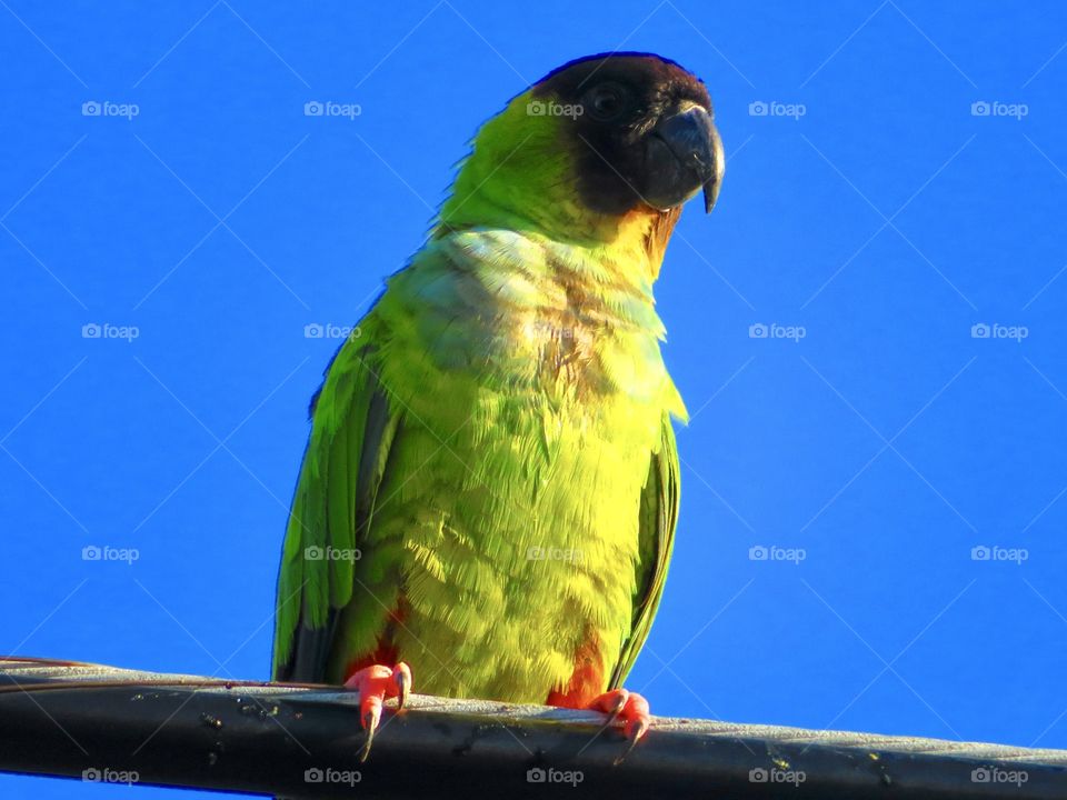 Wild Green Parrot