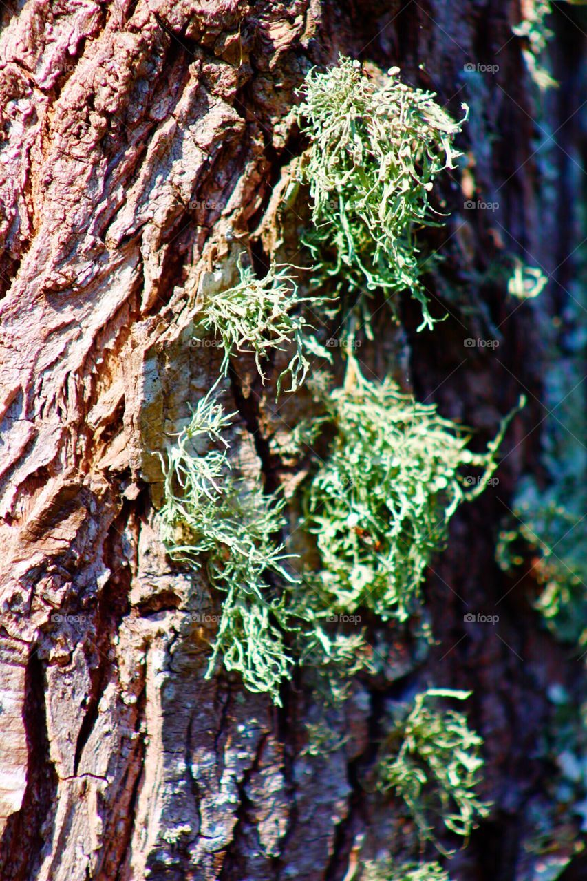 Moss on tree bark