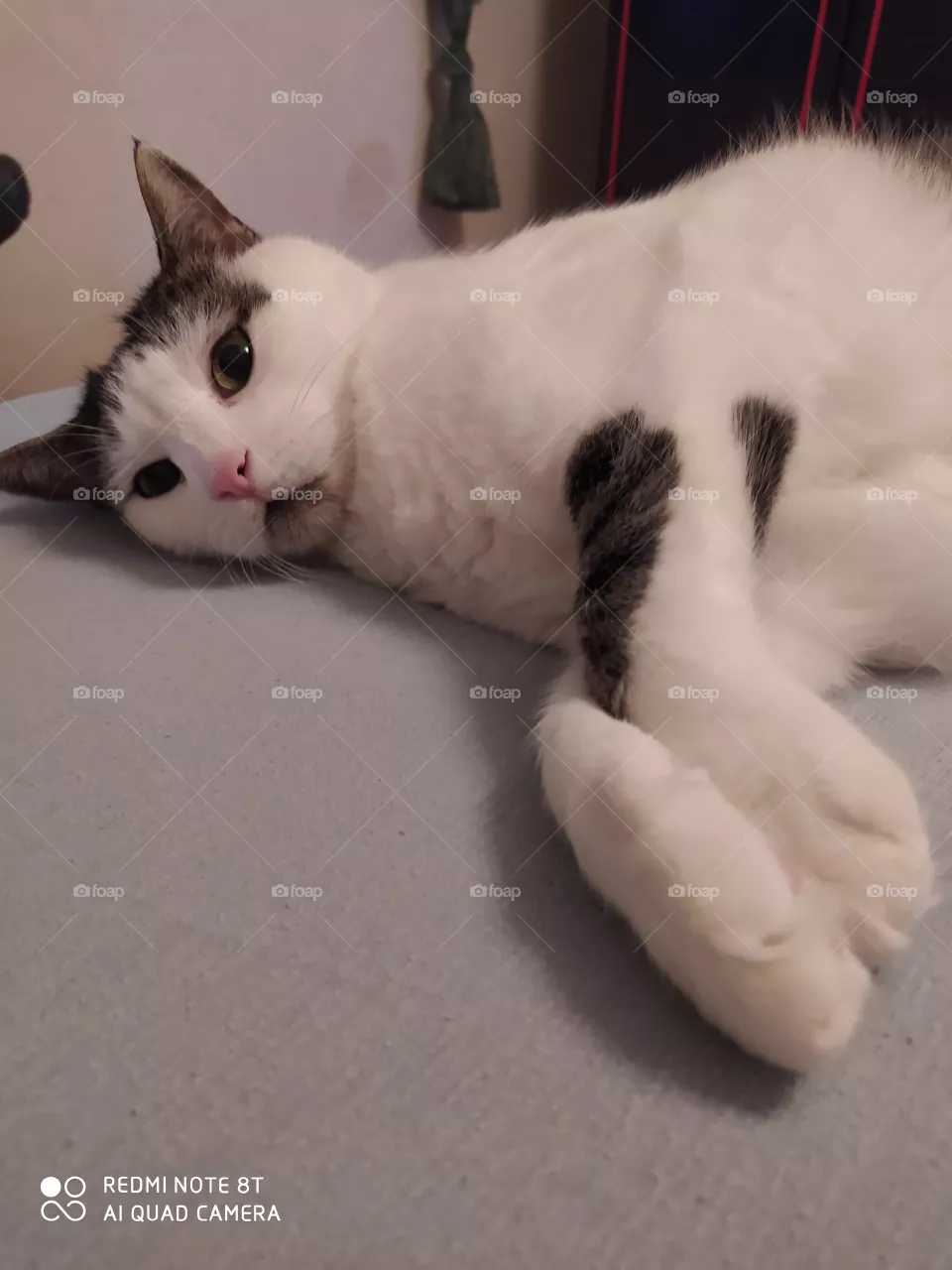 my cat