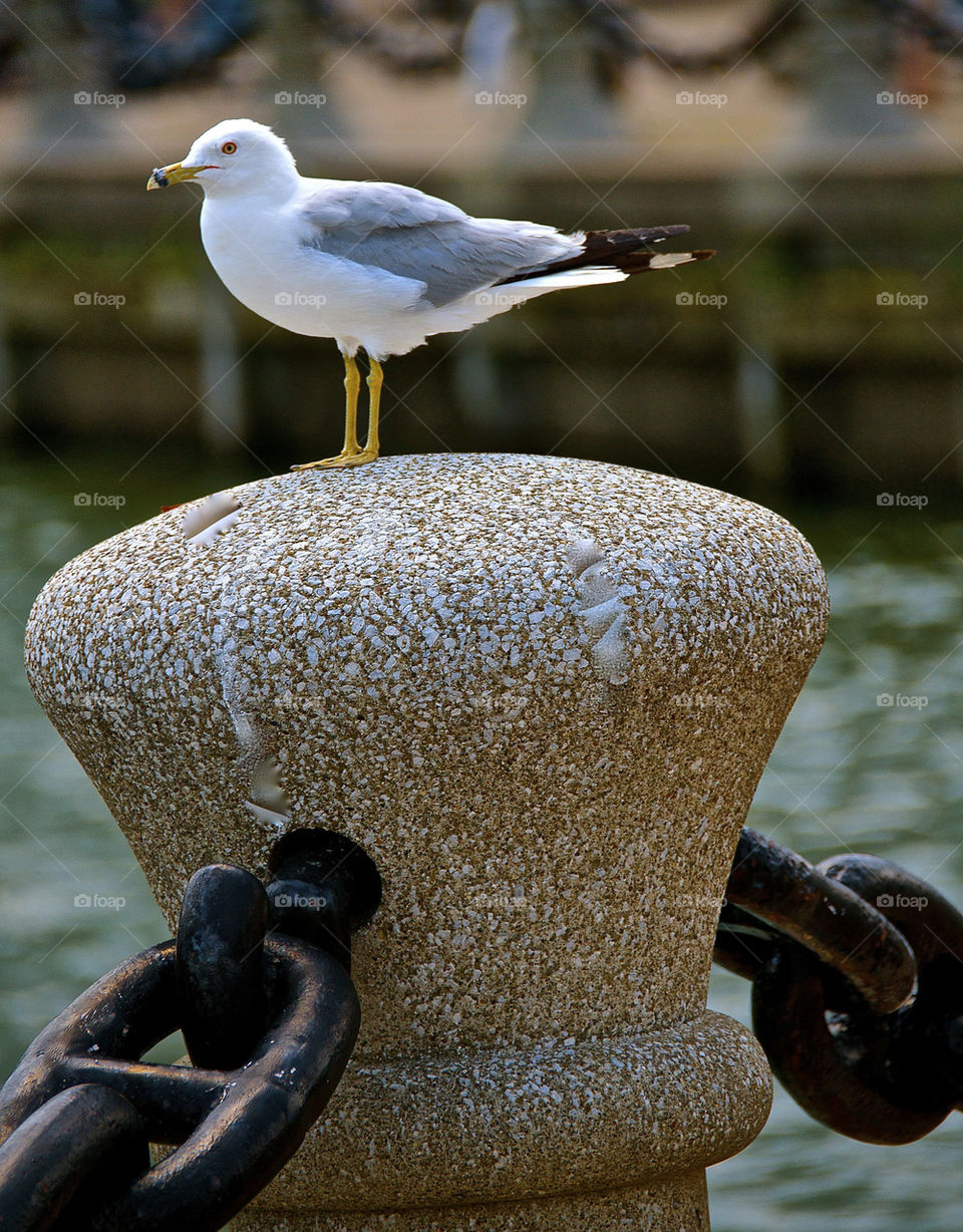 Seagul