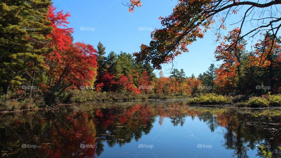 Fall reflection