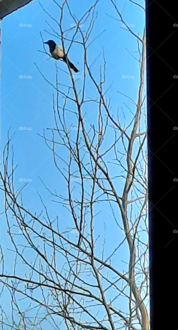 magpie sitting on bare branch of aspen tree at golden hour