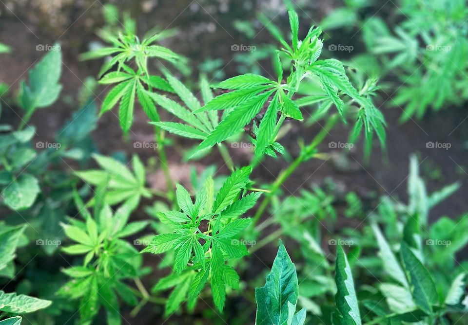 Closeup of marijuana plant