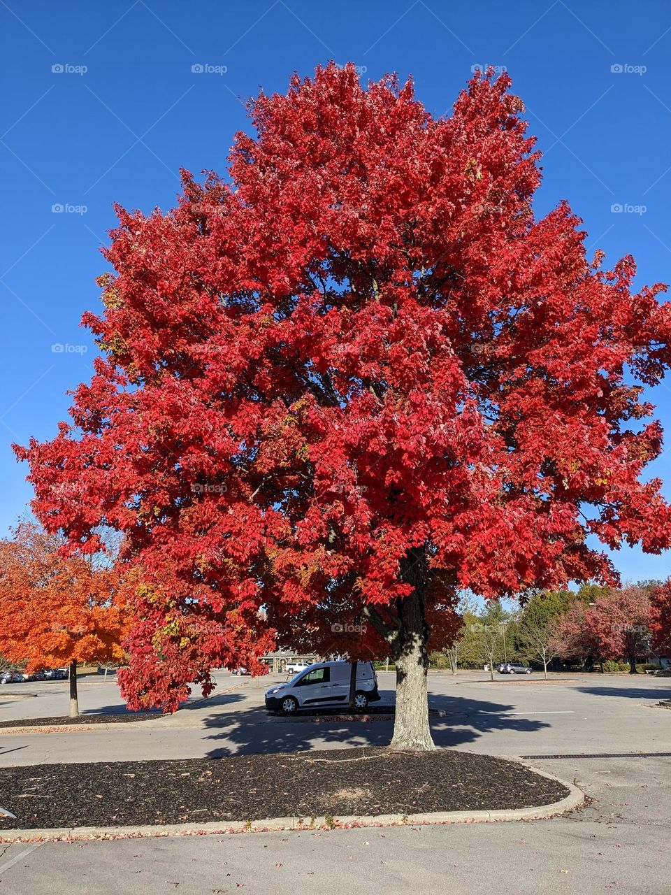 autumn tree color shade fall