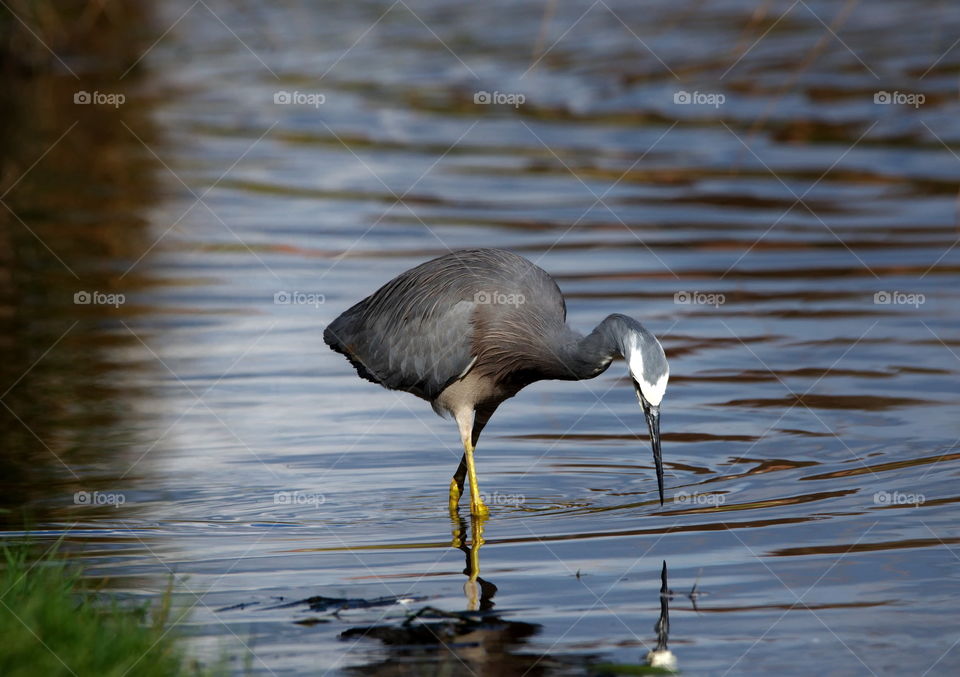 White faced heron