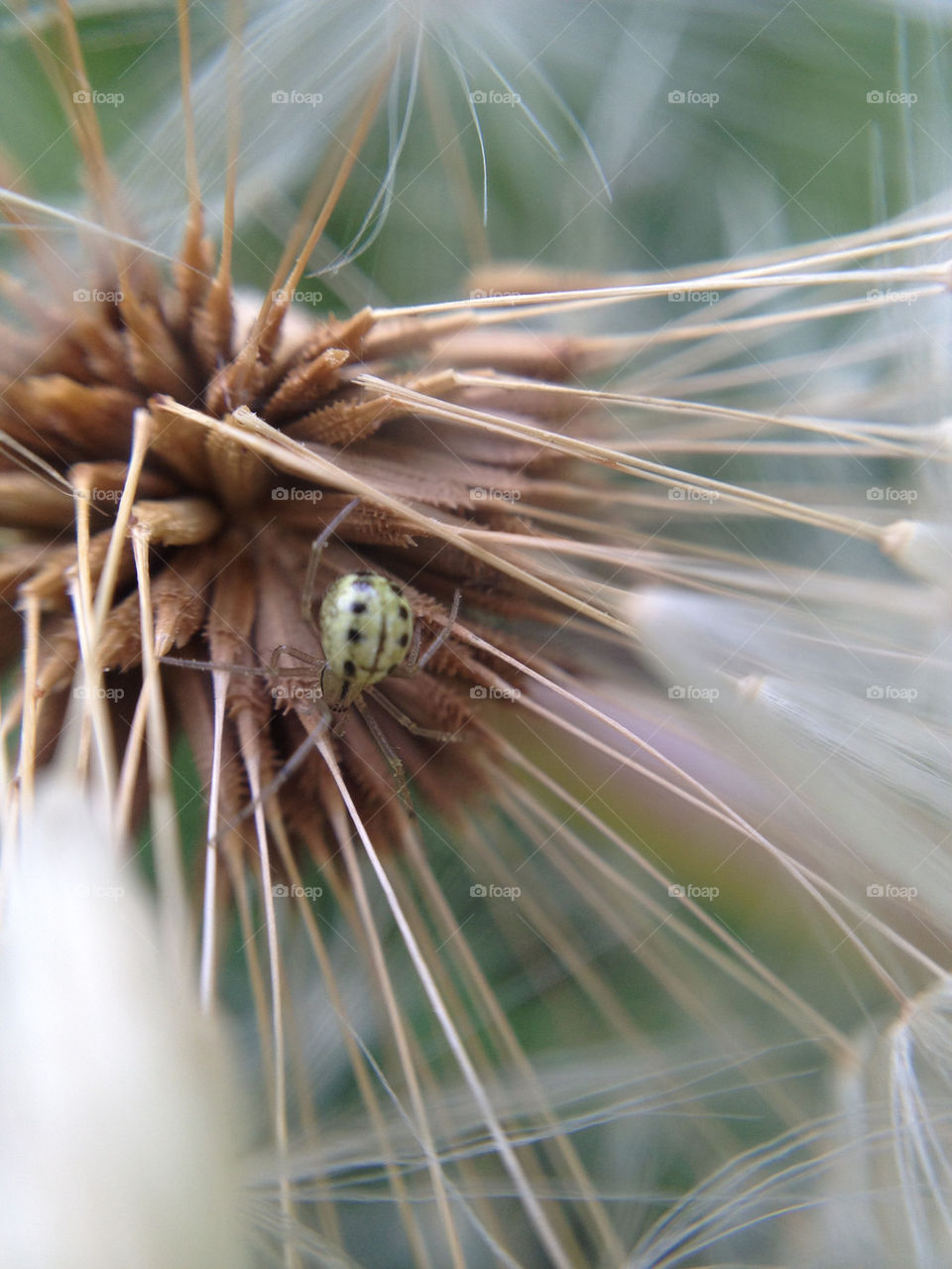 Spider on a dandelion- iPhone macro shot