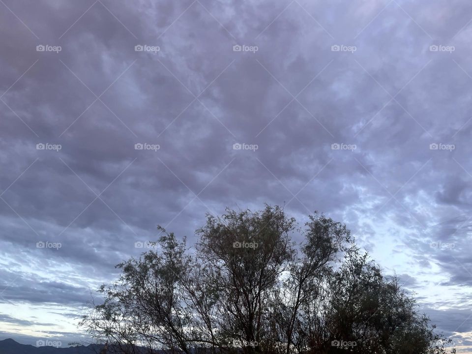 Grey clouds and a tree below them.