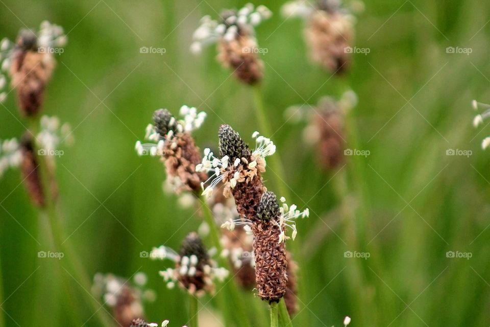 Wild Flowers. Ribwort plantain - plantago lanceolato- lambs tongue 