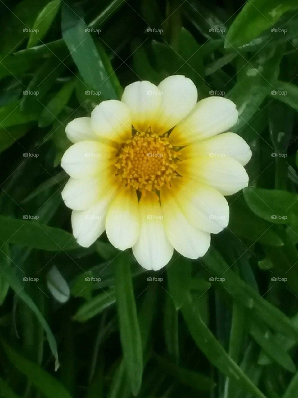 White & Yellow Flower Macro Shot