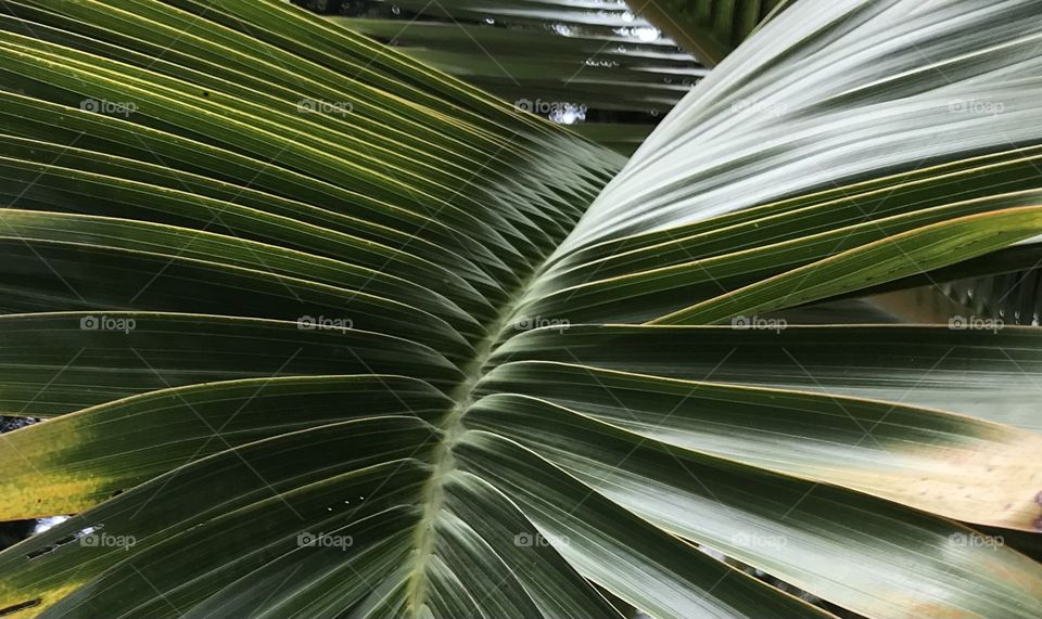 Palm Leaf